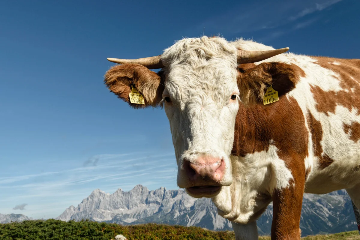 Natur in Schladming Dachstein genießen
